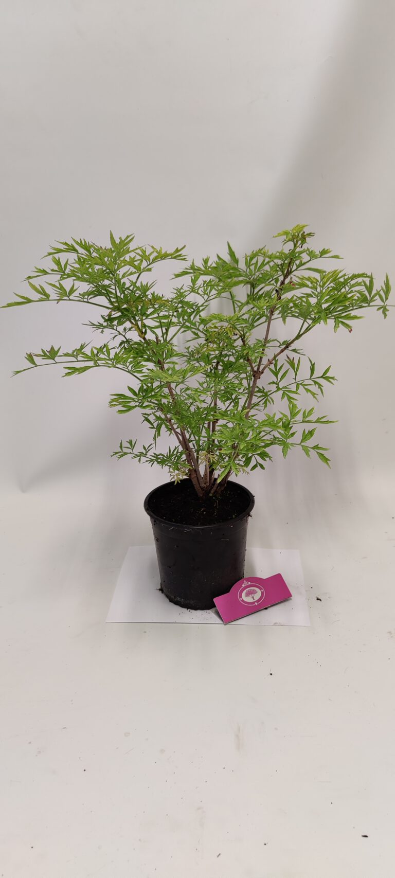 Sambucus Nigra Golden Tower Gele Vlier Liter Pot Kopen Planten