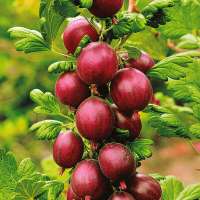 Fruit bushes