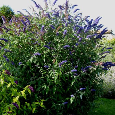 Butterfly bush