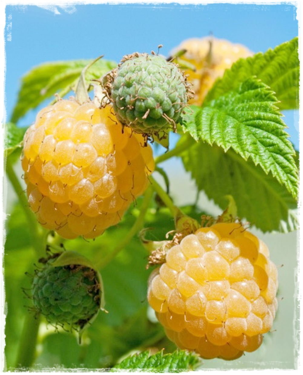 Rubus idaeus 'Fallgold' gele frambozenstruik, 2 liter pot - Schramas.com | Planten direct van de kweker | Schrama Nurseries BV.
