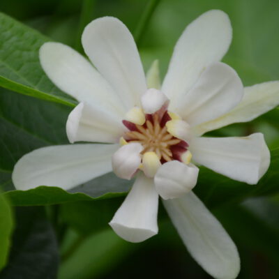 Ornamental shrubs