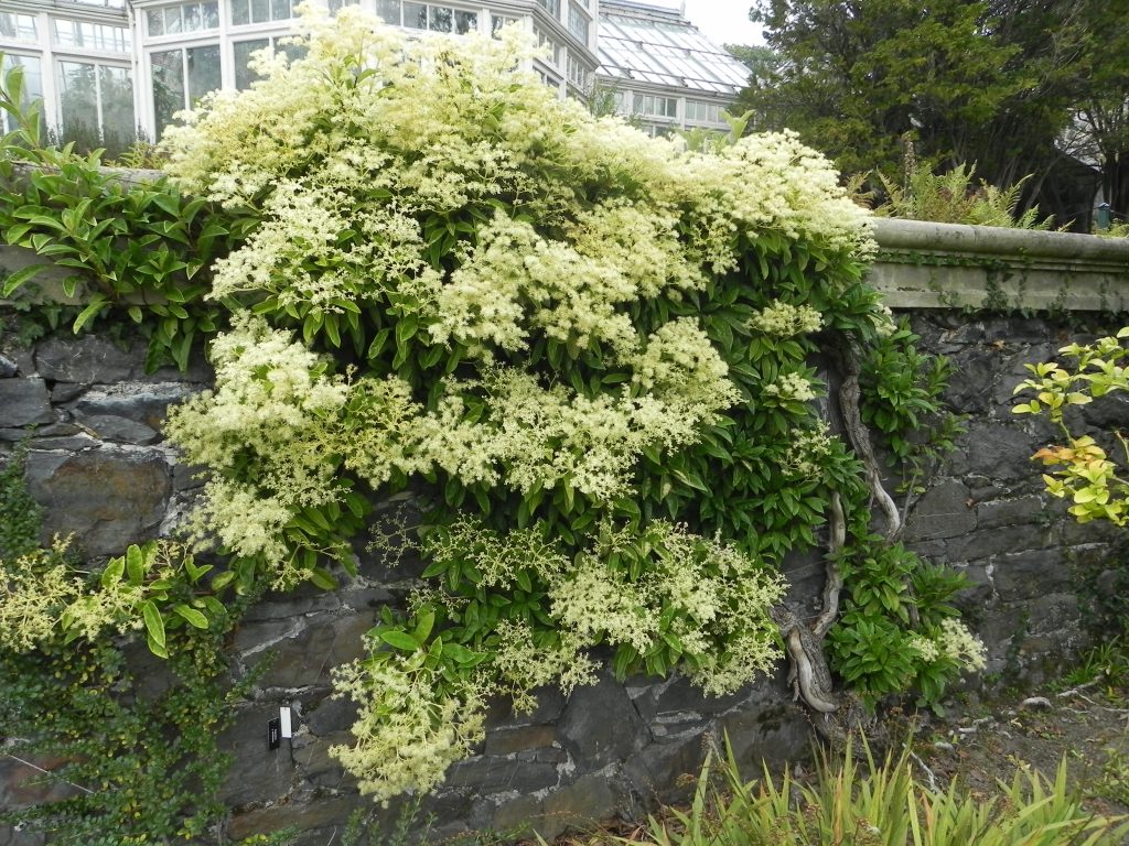 Pileostegia viburnoides, 2 liter pot, hortensia, klim hortensia, vaste