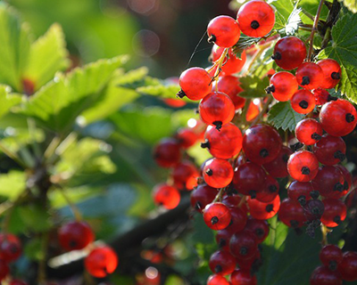 Currants