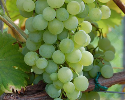 Grapes