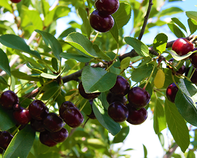 Cherry bushes