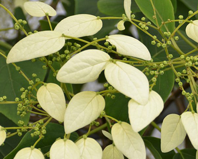 Climbing plants