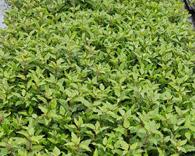 Rootstocks for Pears