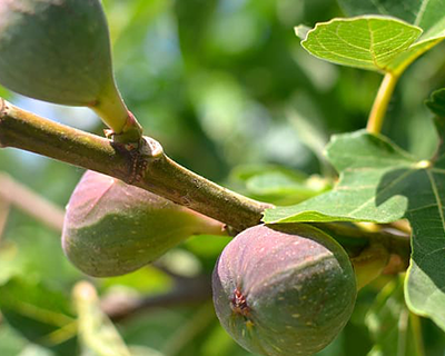 Figs