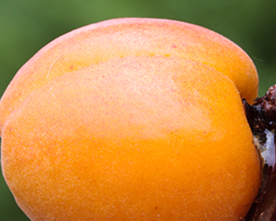 Apricots