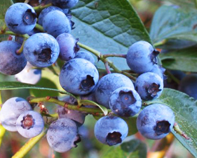 Blueberries