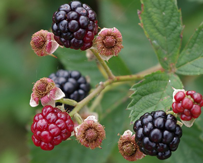 Blackberries