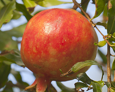 Pomegranates