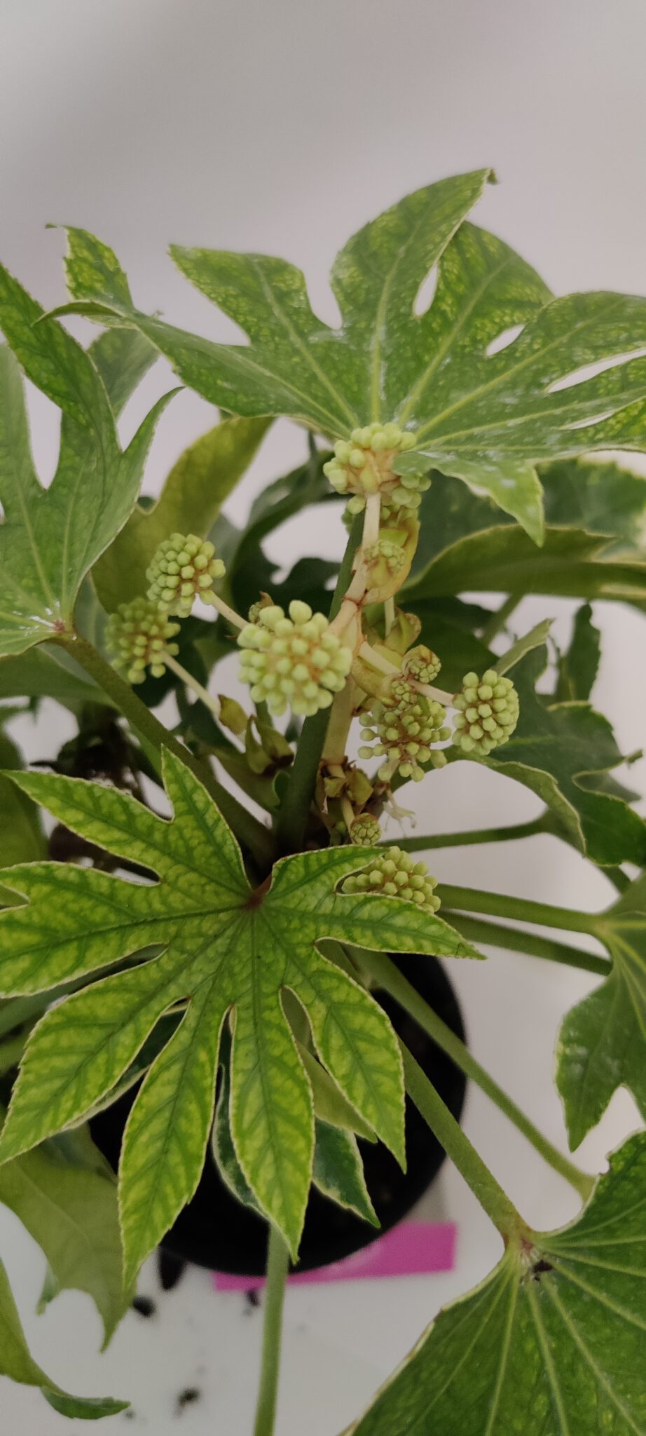 Fatsia Japonica Spiders Web Japanse Vingerplant 2 Liter Pot Kopen