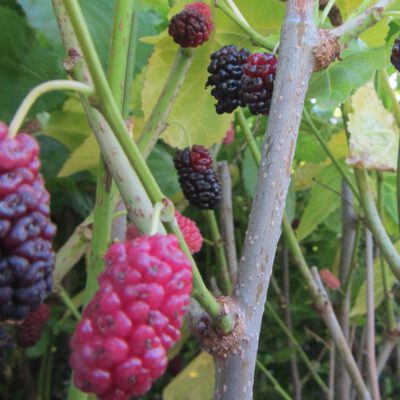 Mulberries