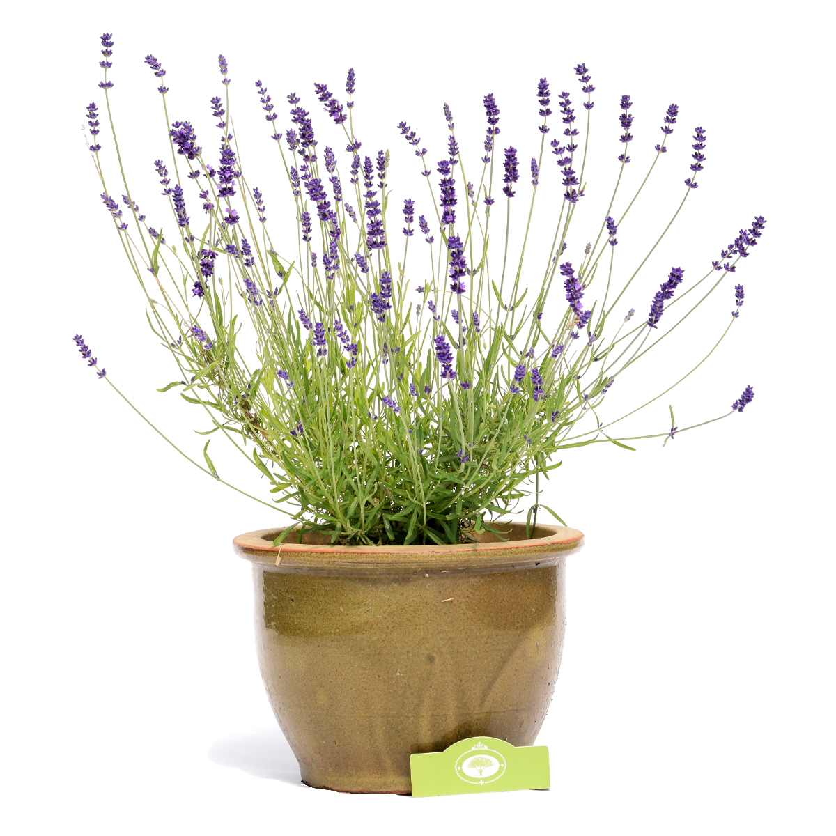 zweep oog Maryanne Jones Lavendel 'Hidcote', vaste plant in 2 liter pot | Schramas.com | Planten  direct van de kweker | Schrama Nurseries BV.