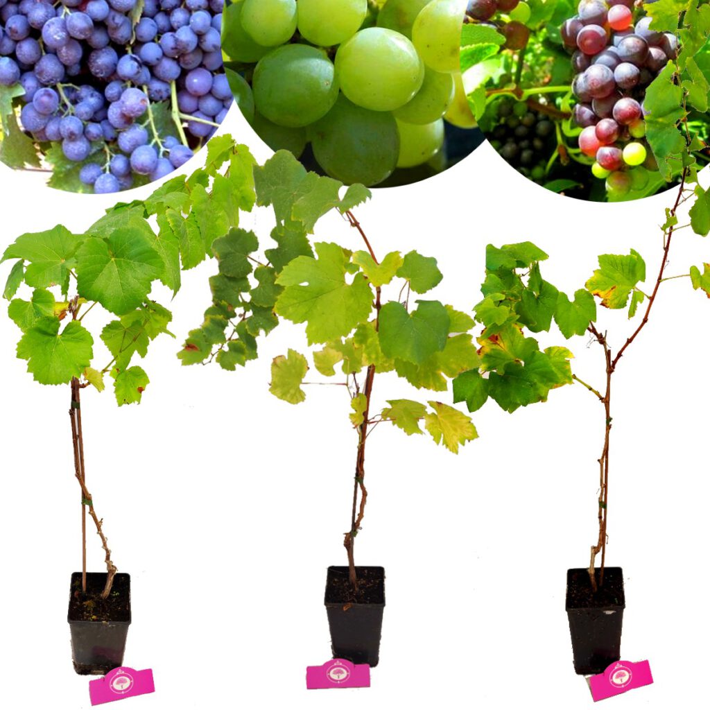 Set Van 3 Druivenplanten Rode Blauwe En Witte Druif Hoogte 70cm Vitis Vinifera Kopen