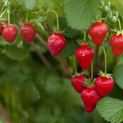 Strawberries