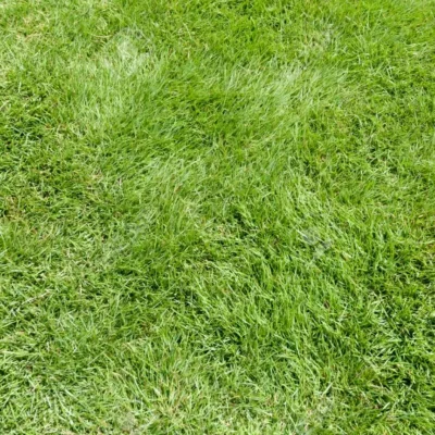 Lawn/grass seed