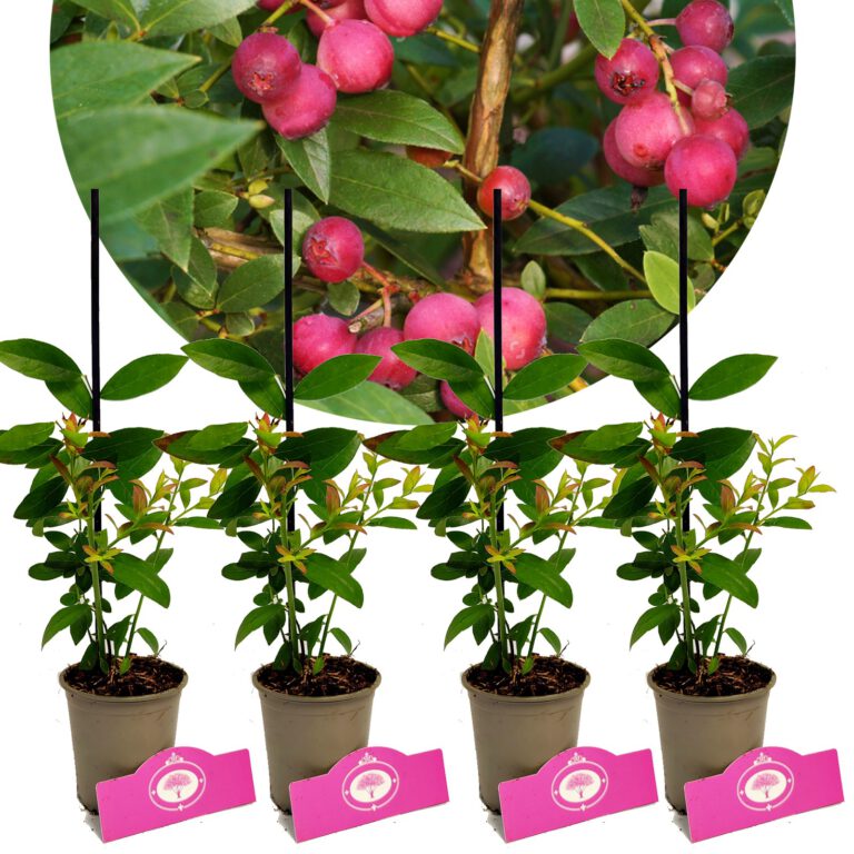 Lot De Pink Lemonade Vaccinium Corymbosum Pink Blueberry Hauteur Cm Pot De Cm